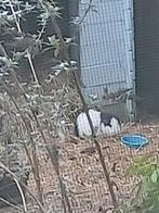 2 cavia mannentjes, Mei, Mannelijk, Cavia