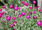 Prikneus in pot, Tuin en Terras, Planten | Tuinplanten, Volle zon, Tweejarig, Zomer, Ophalen