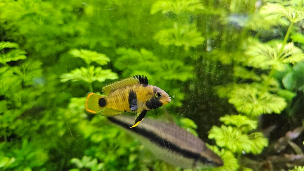 Mooie apistogramma Nijseni vrouwen van mei '25, Vis