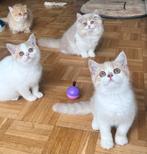 Kitten meet Stamboom, Dieren en Toebehoren, Katten en Kittens | Raskatten | Korthaar, Ontwormd