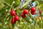 Gezocht !! cornus mas  bessen., Ophalen of Verzenden, Overige soorten, Lente