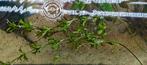 Gratis kleine Echinodorus Bleherii, Ophalen of Verzenden, Plant(en), Steen of Hout