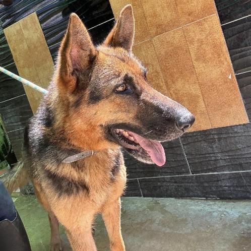 ACE: Daisy May is op zoek naar een eigen thuis, Dieren en Toebehoren, Honden | Herdershonden en Veedrijvers, Teef, Herder, Particulier