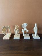 Anatomische modellen, knie - heup - schouder en staartbeen., Ophalen of Verzenden