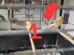 Jonge kanaries aangeboden, Dieren en Toebehoren, Vogels | Kanaries, Geslacht onbekend, Kleurkanarie