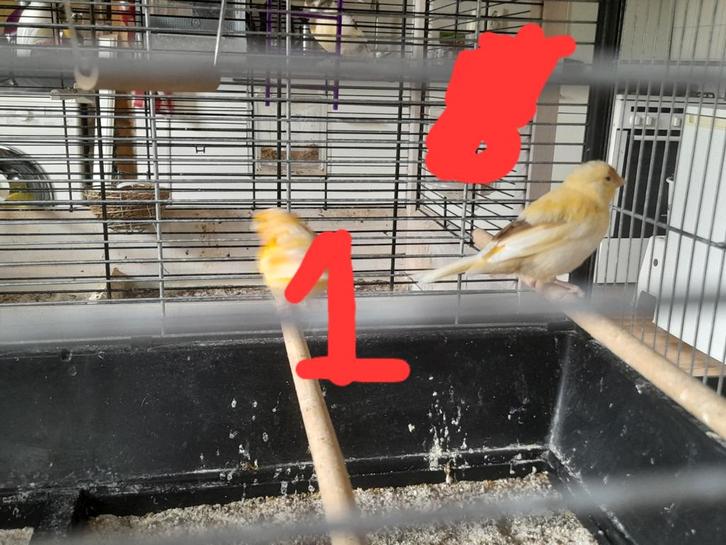Jonge kanaries aangeboden, Dieren en Toebehoren, Vogels | Kanaries, Kleurkanarie, Geslacht onbekend