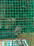 Bulbul vogel, Ophalen of Verzenden, Hout, Vogelkooi