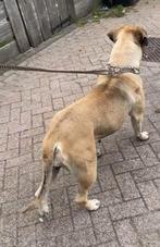 Boerboel teef super lief karakter, Dieren en Toebehoren, Honden | Bulldogs, Pinschers en Molossers, Overige rassen, Teef, Eén hond