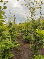 Beuken, Ophalen of Verzenden, Beukenhaag, Haag, 100 tot 250 cm