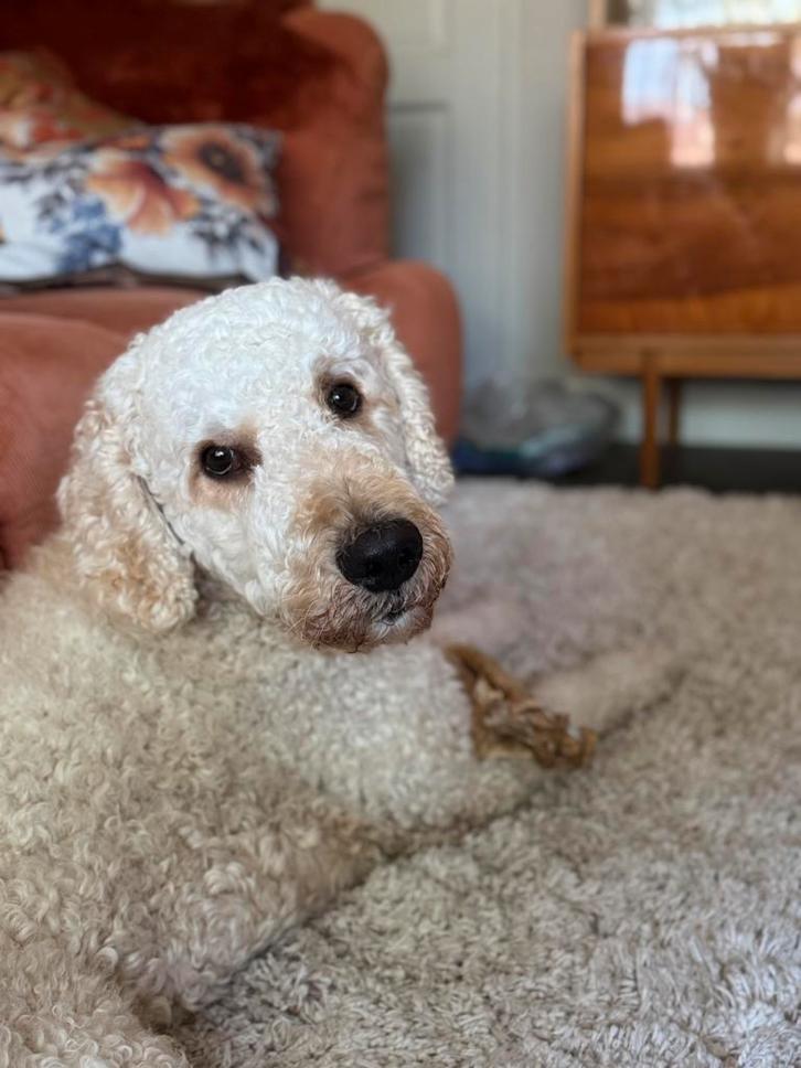 Dekreu Labradoodle, wit/abrikoos, Dieren en Toebehoren, Honden | Dekreuen, Reu, Particulier, Eén hond, Nederland, 1 tot 2 jaar