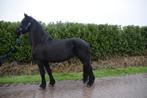 Friese preferent merrie & hoekhorst welshpony sectie B ruin, Ruin, B pony (1.17m tot 1.27m), 0 tot 2 jaar
