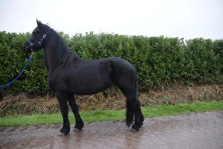 Friese preferent merrie & hoekhorst welshpony sectie B ruin, Dieren en Toebehoren, Pony's, Ruin, B pony (1.17m tot 1.27m), 0 tot 2 jaar