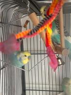 11 regenboog grasparkieten te koop, Parkiet