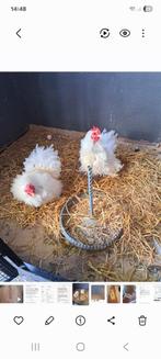 Krulveer hennen ,cochin kriel, Antiek en Kunst, Ophalen