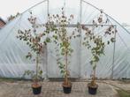 Cornus kousa 'Cappuccino' (Japanse kornoelje) Struiken/Bomen, Tuin en Terras, Planten | Bomen, Overige soorten, 100 tot 250 cm