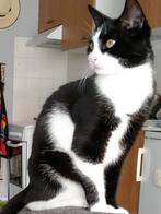 Buddy lieve gecastreerde.kater, Dieren en Toebehoren, Katten en Kittens | Overige Katten, Kater