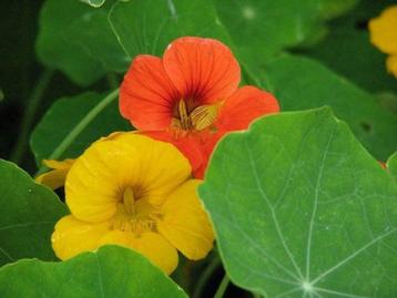 Oost-Indische kers - Tropaeolum Majus beschikbaar voor biedingen