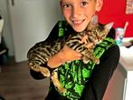 ️Bengaalse kitten met stamboom World Champion lijn! ️, Dieren en Toebehoren, Kater, Gechipt, 0 tot 2 jaar