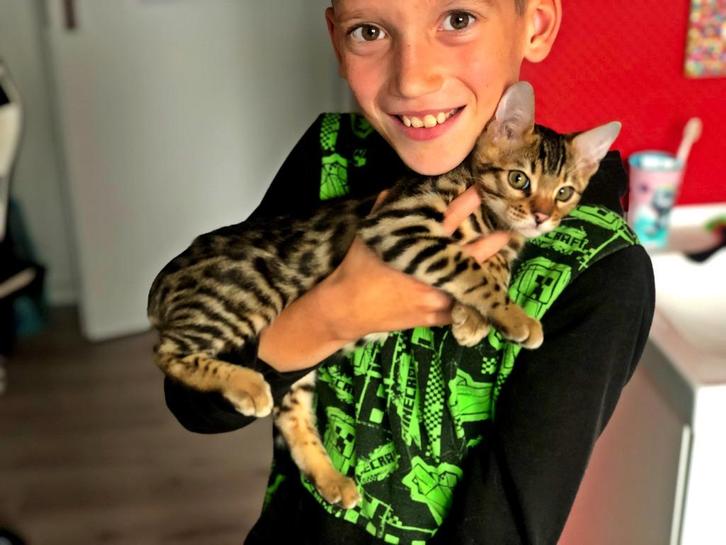 ️Bengaalse kitten met stamboom World Champion lijn! ️, Dieren en Toebehoren, Katten en Kittens | Raskatten | Langhaar, Kater, 0 tot 2 jaar