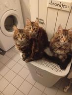 Maine Coon kittens, Dieren en Toebehoren, Katten en Kittens | Raskatten | Langhaar