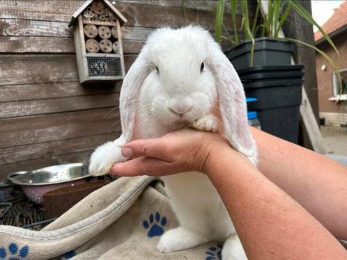 Mooie franse hangoor ram. Helemaal wit., Dieren en Toebehoren, Konijnen, Groot, Mannelijk, 0 tot 2 jaar, Hangoor