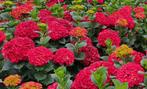 Hortensia, rode boerenhortensia plant, Tuin en Terras, Planten | Tuinplanten, Halfschaduw, Vaste plant, Herfst, Overige soorten