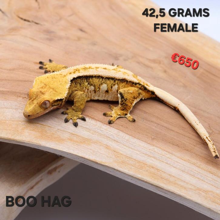 Wimpergekko Correlophus ciliatus JOKERGECKOS