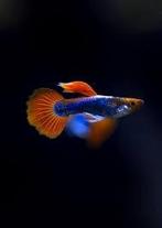 Guppen red texedo koi, Dieren en Toebehoren, Vis, Zoetwatervis, Schoolvis