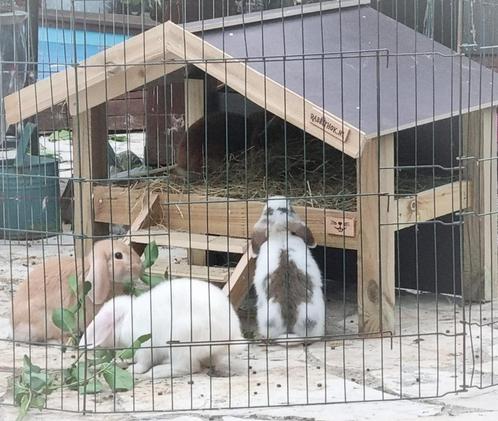 Konijnen chillhuisje "Sunny", Dieren en Toebehoren, Knaagdieren en Konijnen | Hokken en Kooien, Nieuw, Hok, 60 tot 90 cm, 75 tot 110 cm