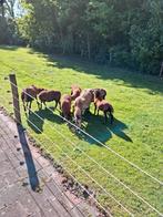 Kameroen rammen, Mannelijk, Schaap