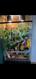 terrarium, Ophalen, Zo goed als nieuw, Terrarium of Paludarium