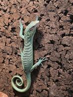 Varanus Prasinus 0.0.3, Dieren en Toebehoren, Hagedis, Tam, 0 tot 2 jaar