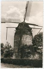 Gronsveld molen in verval 1955, Ophalen of Verzenden, 1940 tot 1960, Ongelopen, Limburg