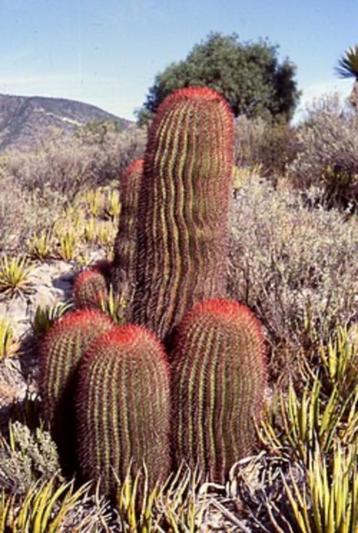 Cactus Ferocactus Stainesii var. Pilosus circa 95 cm hoog beschikbaar voor biedingen
