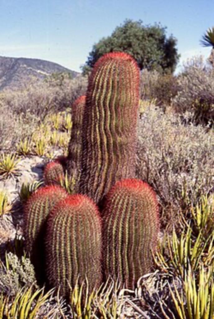 Cactus Ferocactus Stainesii var. Pilosus circa 95 cm hoog, Huis en Inrichting, Kamerplanten, Cactus, Minder dan 100 cm, Bloeiende kamerplant
