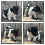 Prachtige Jack Russell pup te koop, Dieren en Toebehoren, Honden | Jack Russells en Terriërs, Rabiës (hondsdolheid), Jack Russell Terriër