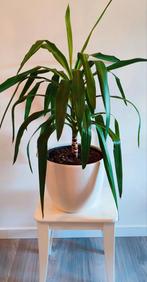 Kamerplanten, YUCCA, groene planten met potten, Ophalen, Halfschaduw, Minder dan 100 cm, Groene kamerplant