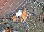 Trio Brahma's, Dieren en Toebehoren, Pluimvee, Meerdere dieren, Kip