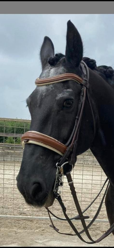 Mooi 3 kleurig trens/stang en trens hoofdstel full (judi?), Dieren en Toebehoren, Paarden en Pony's | Hoofdstellen en Tuigage
