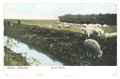 900239	Omstr Haarlem	heide	schaapskudde	Begin vorige eeuw	Po, Verzamelen, Ansichtkaarten | Nederland, Gelopen, Noord-Holland, Voor 1920