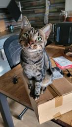 VERMIST - Bobbie uit Roosendaal, Kat