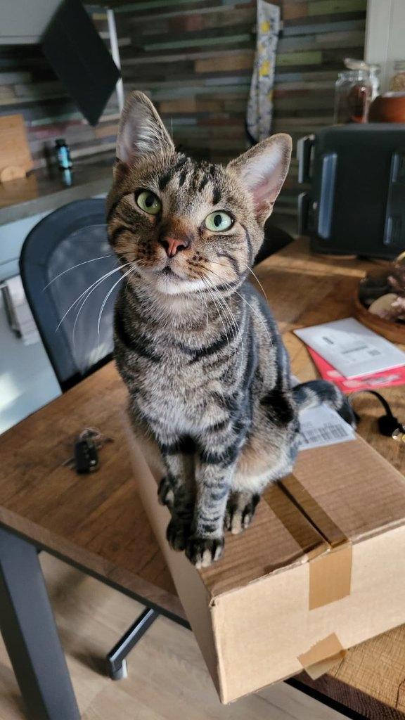 VERMIST - Bobbie uit Roosendaal, Dieren en Toebehoren, Vermiste en Gevonden Dieren, Kat