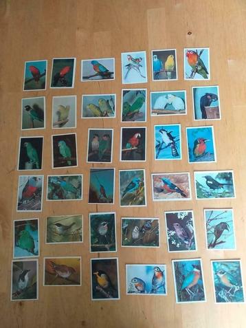 130 VOGEL PLAATJES   beschikbaar voor biedingen
