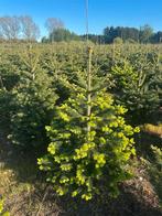 Kerstbomen Nordmann Fraseri Omorika Pice Abies SBS, Ophalen of Verzenden, Volle zon, Overige soorten