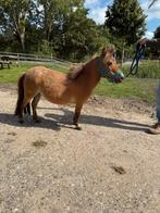 Super lief mini paard, Merrie, A pony (tot 1.17m), Recreatiepony