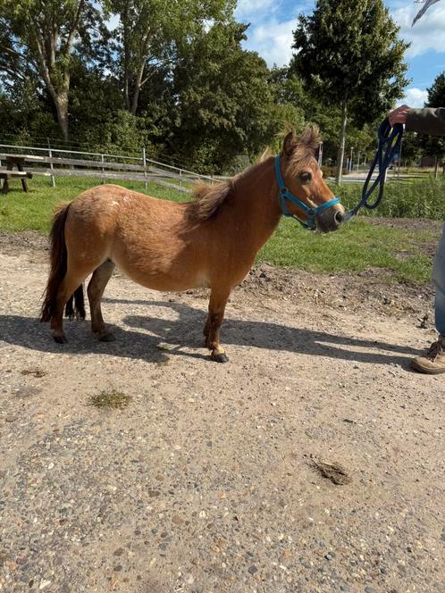Super lief mini paard, Dieren en Toebehoren, Pony's, Merrie, A pony (tot 1.17m), Recreatiepony