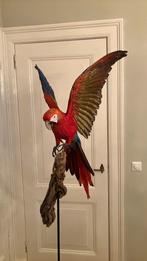 Geelvleugel Ara, Verzamelen, Dierenverzamelingen, Ophalen, Zo goed als nieuw, Opgezet dier