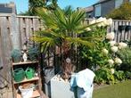 Trachycarpus Fortunei Palmen., Ophalen, Volle zon, Palmboom, 100 tot 250 cm