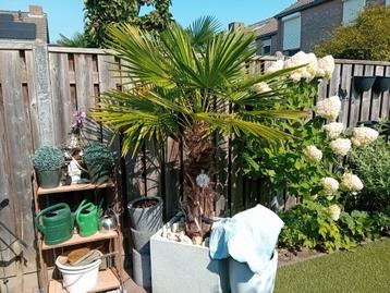 Trachycarpus Fortunei Palmen. beschikbaar voor biedingen