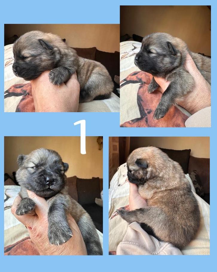 Mini Chow Chow, Dieren en Toebehoren, Honden | Poolhonden, Keeshonden en Oertypen, Meerdere dieren, Overige rassen, Particulier